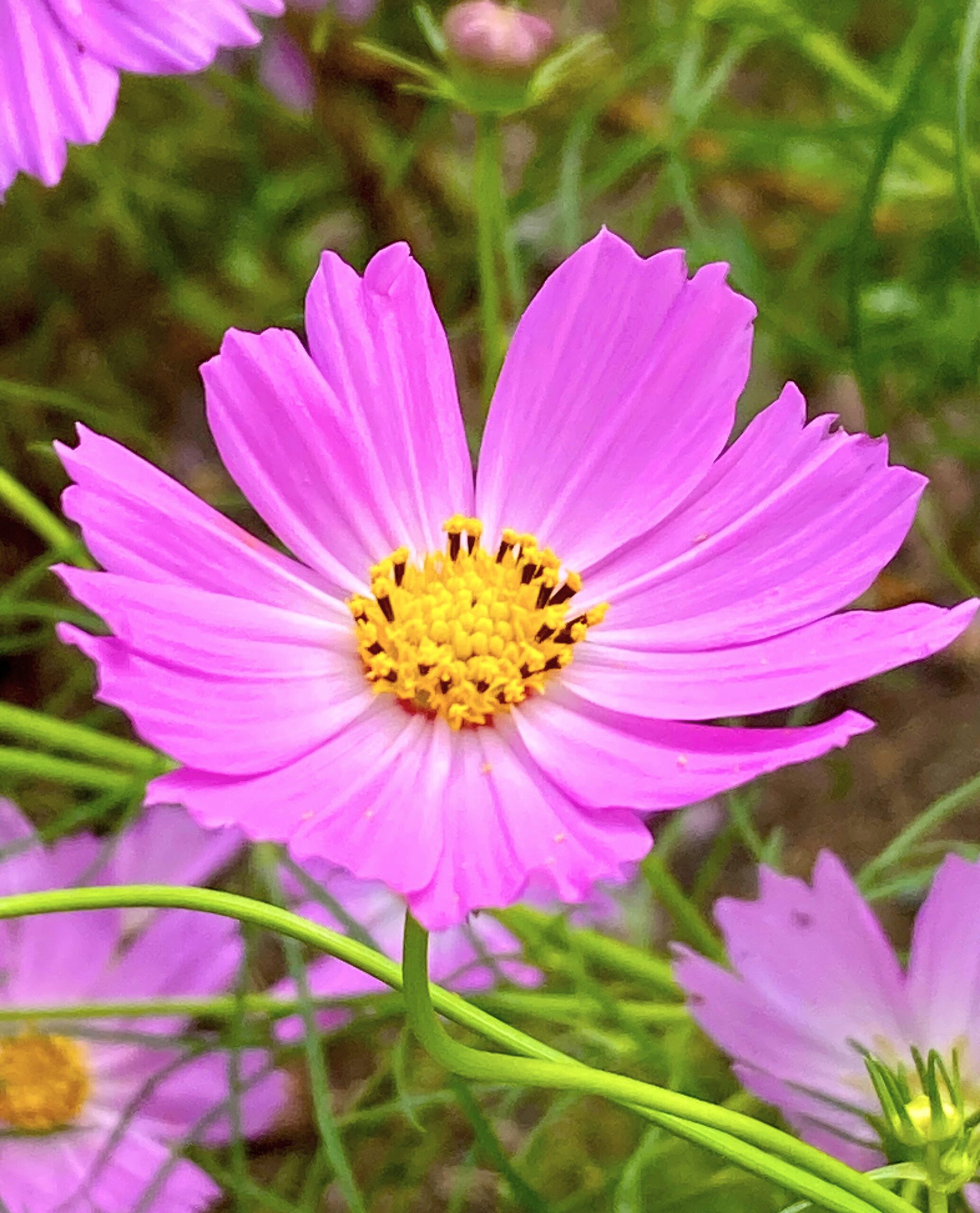 秋空に　コスモス