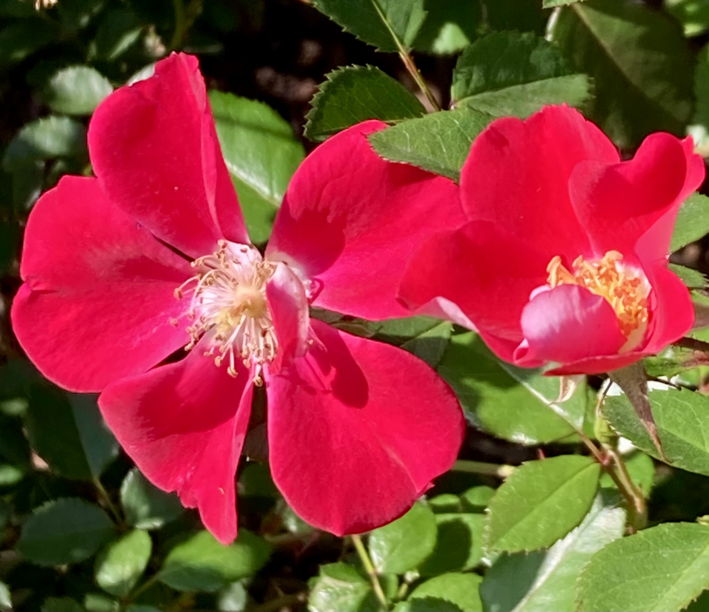 キャンディア メイディランド