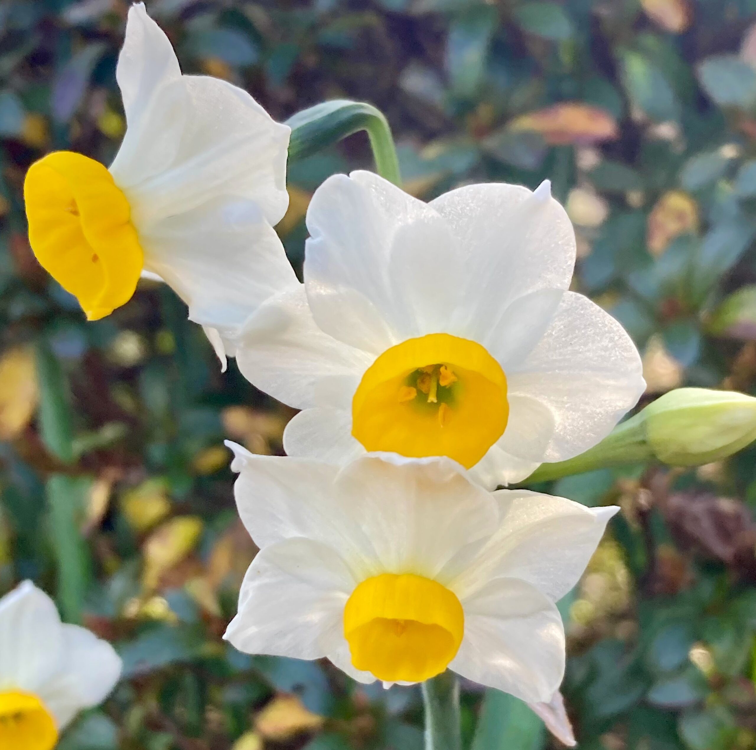 水仙（スイセン）
