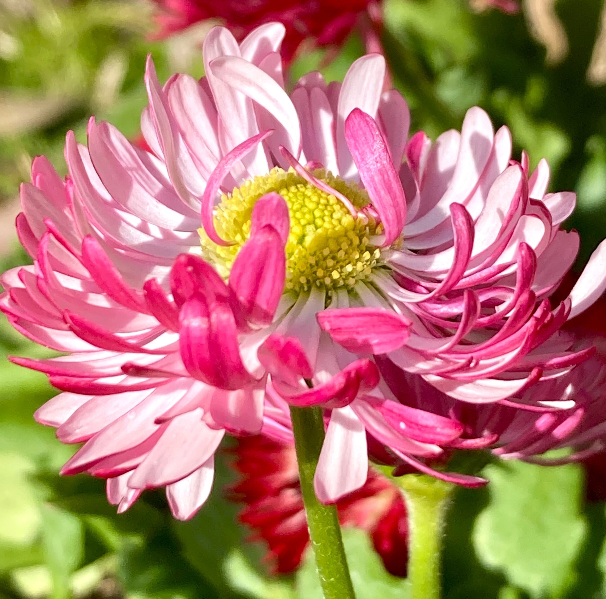 チロリアン デイジー