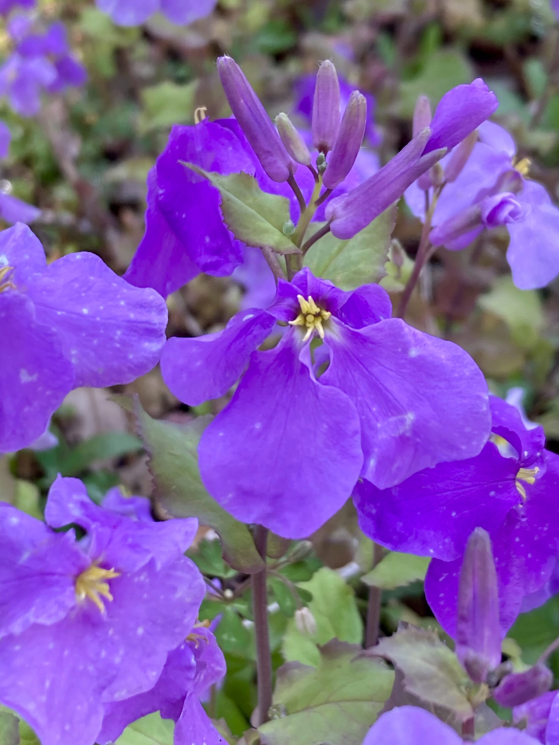 ムラサキハナナ(オオアラセイトウ)