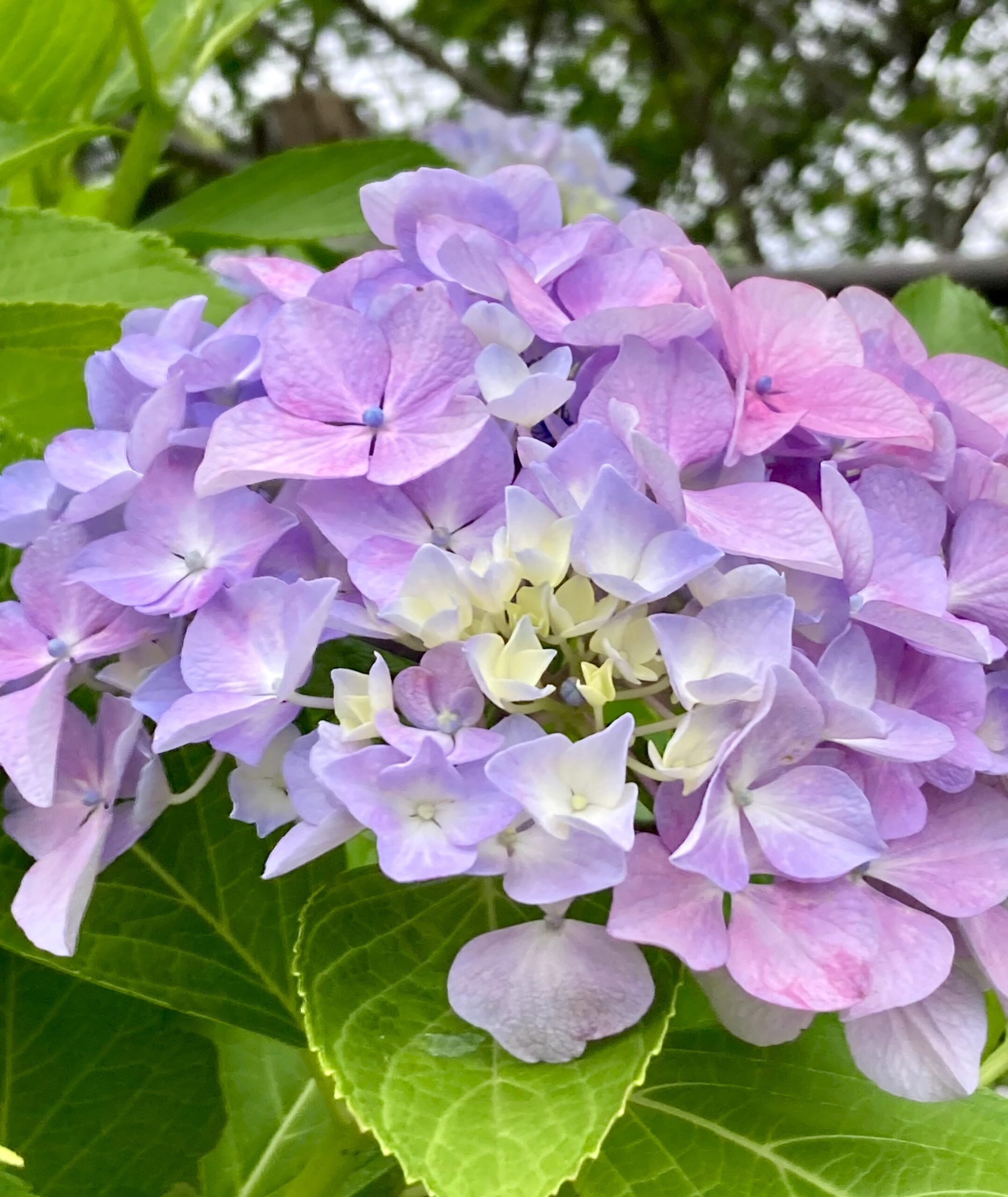 あじさい（紫陽花）